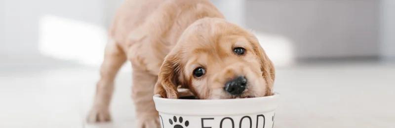 狗狗 dog