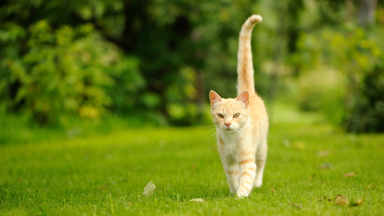 猫咪尾巴 Cat tail