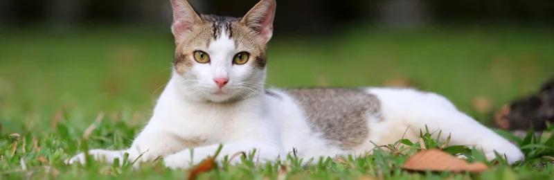 老年猫咪 Old cat