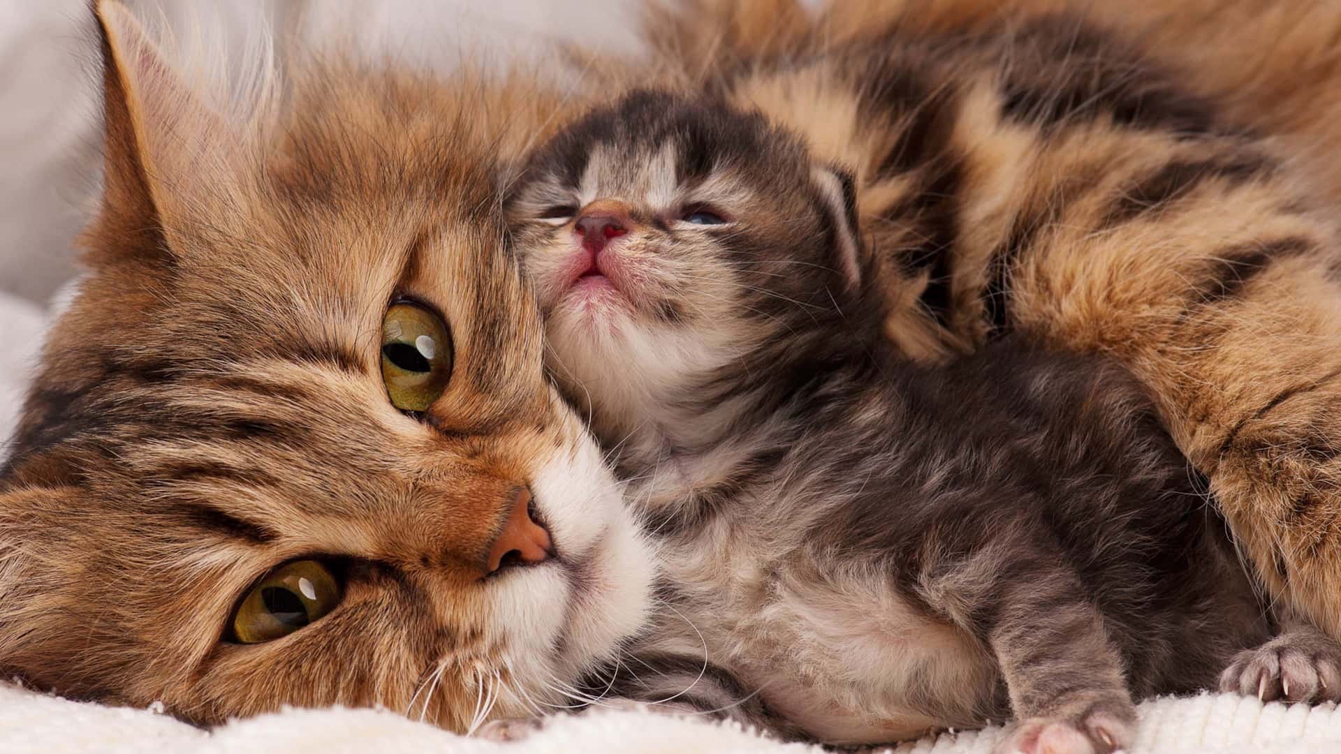 幼猫 Young cat