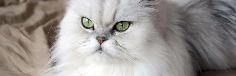 波斯猫 persian cat