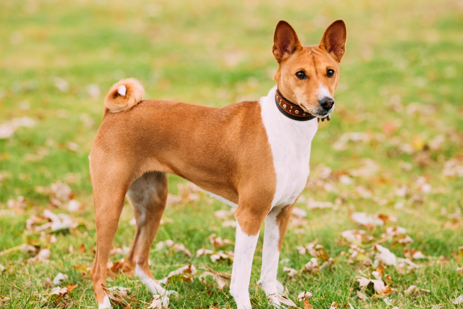 巴仙吉犬 Basenji