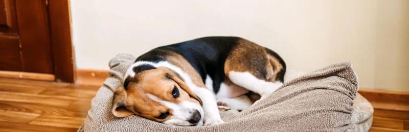 犬瘟 Canine distemper