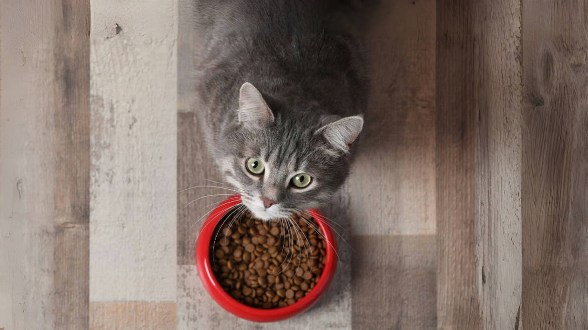 猫粮 Cat Food