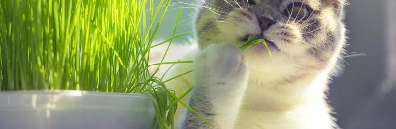 猫草 Cat Grass