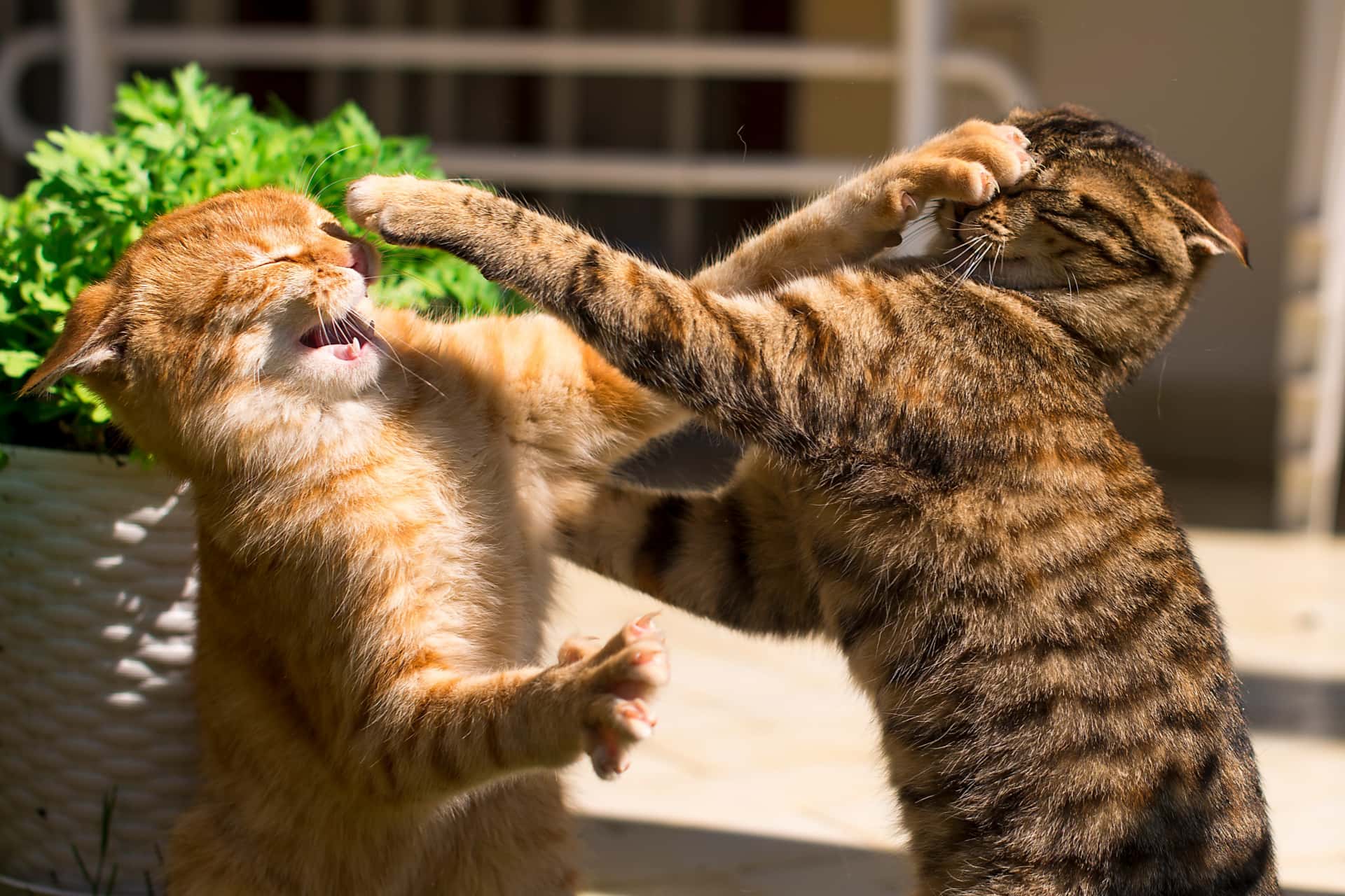 猫猫打架 Cats fighting