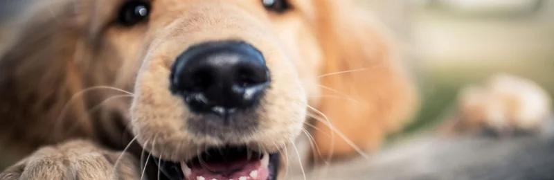 狗狗乳牙 Dog baby teeth