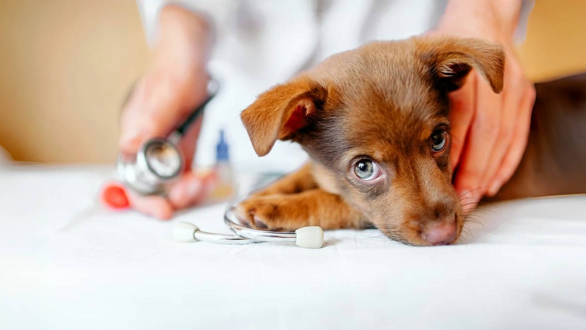 狗狗驱虫 Dog deworming