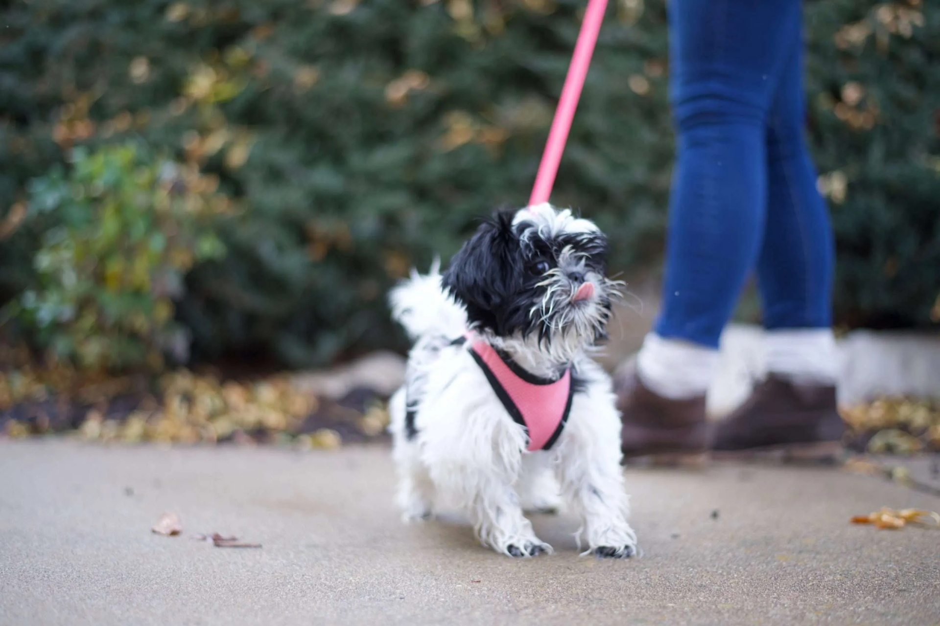 小型犬 Small Dog
