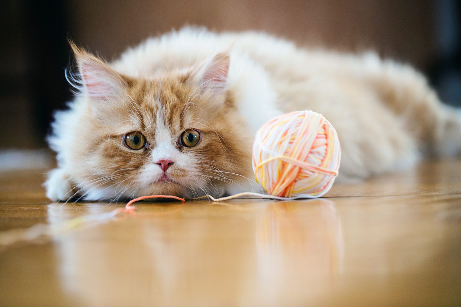 猫 cat