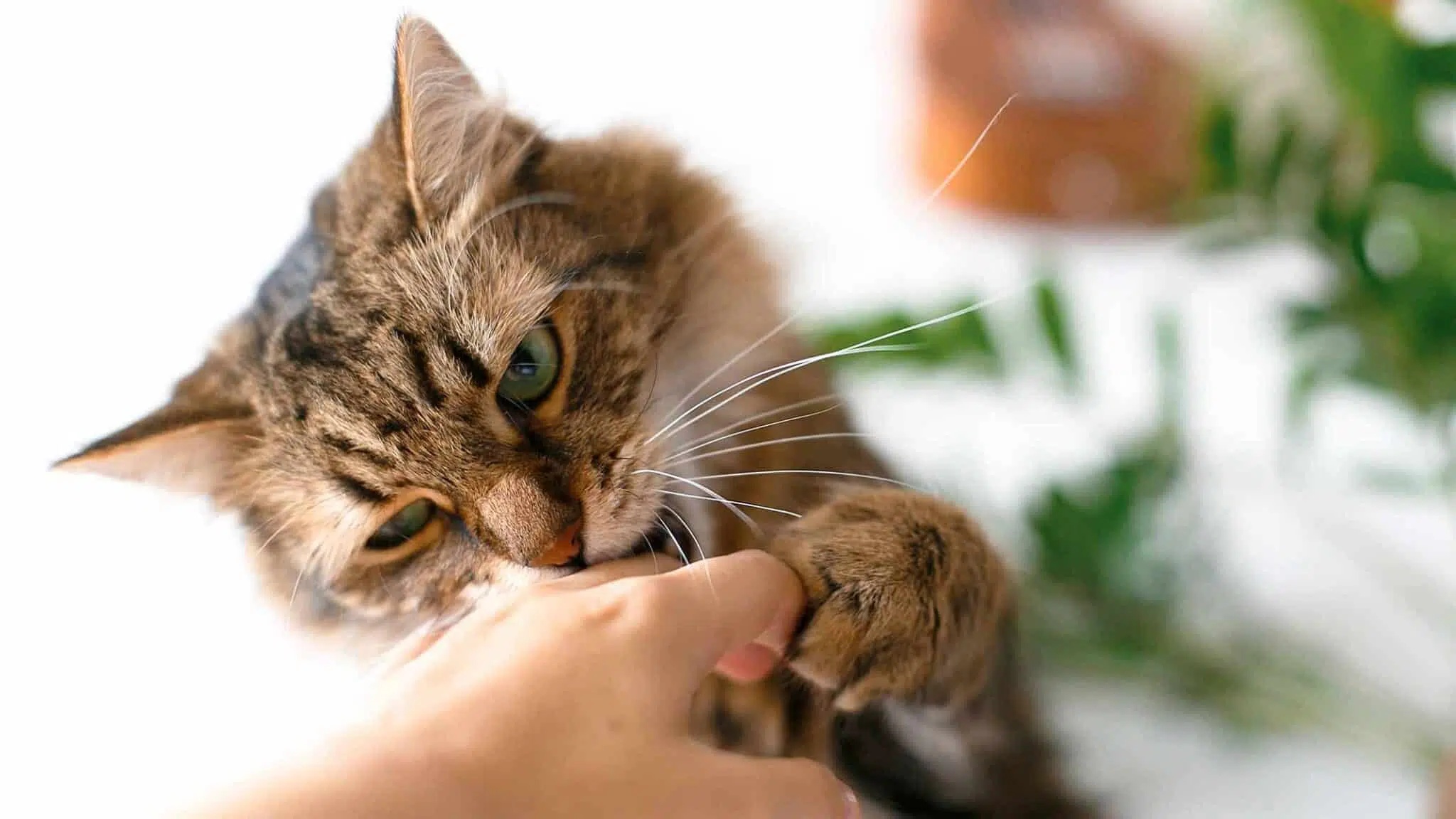猫 cat