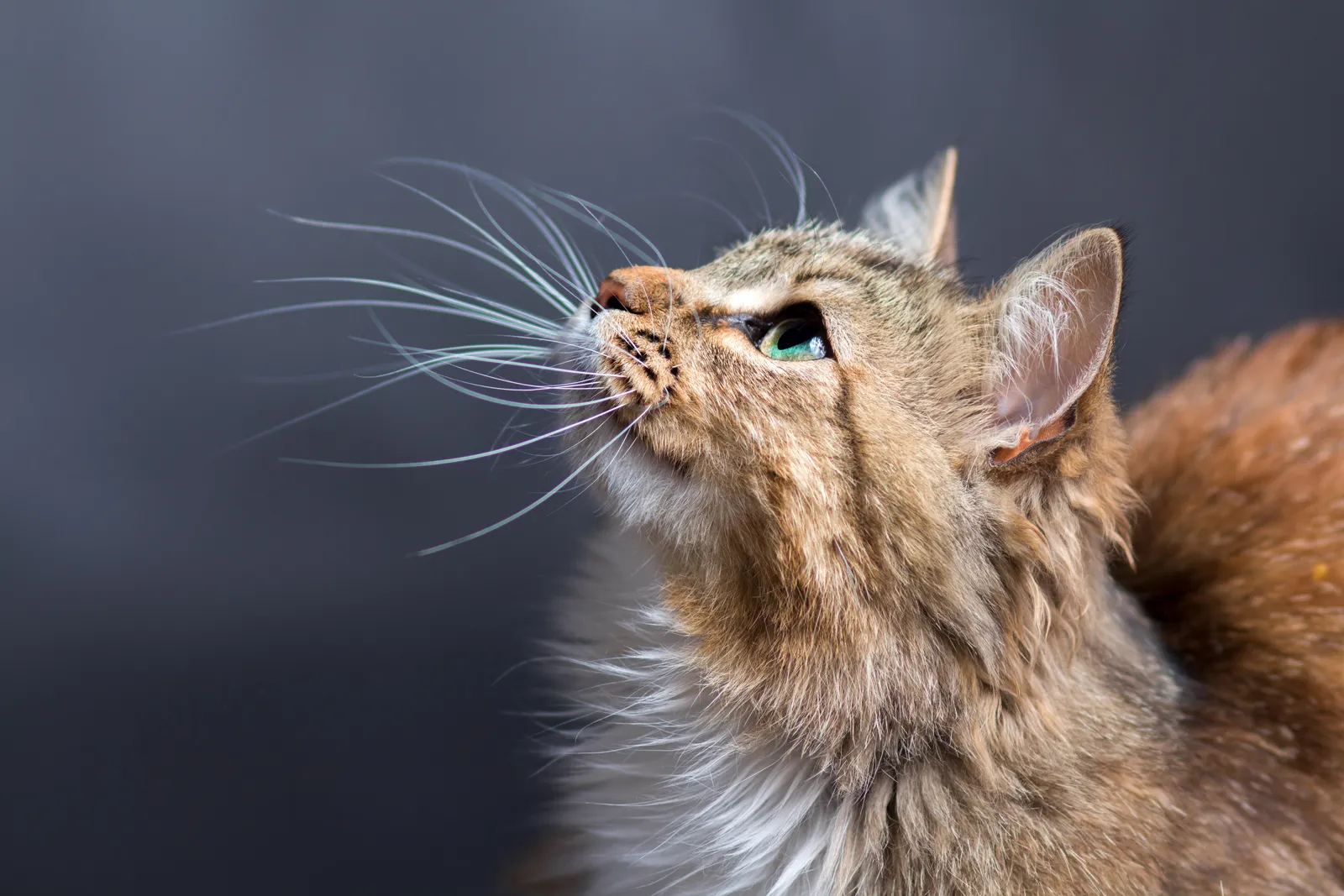 猫 cat